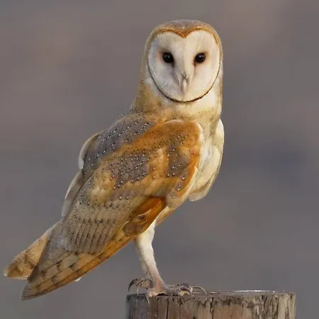 Amazing Country Retreat, Hot Tub